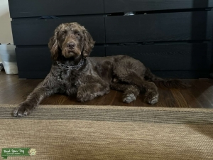 Looking to stud my chocolate Labradoodle Listing Image