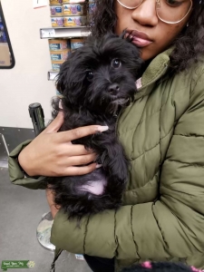 Female Morkie-Poo open bitch Listing Image