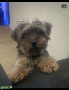 Yorkie Listing Image