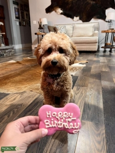 F2B mini goldendoodle  Listing Image