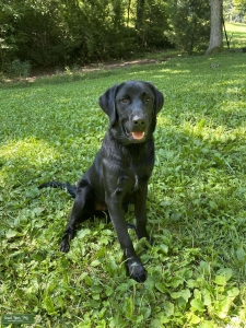 Black Goldador 50/50 Chocolate lab & Golden Retriever  Listing Image