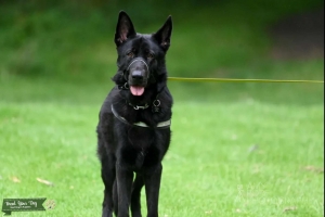 German Shepherd Stud Listing Image