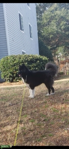 Black and white Husky Listing Image