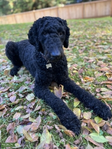 2 year old male golden doodle available Listing Image