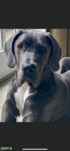 Beautiful Blue Female Great Dane Listing Image