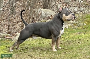 Blue Tri Pocket American Bully Listing Image