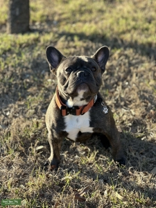 AKC 4 Generation Purebred French Bulldog  Listing Image