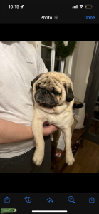Male stud available  Listing Image