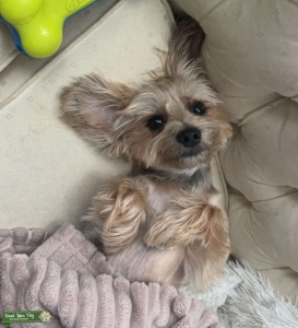 Stud Morkie! Listing Image