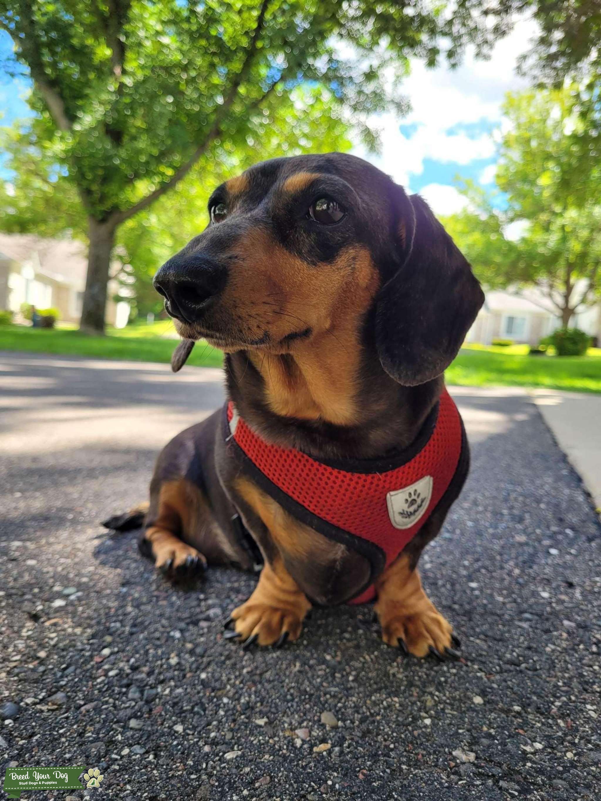 Miniature dachshund Stud Dog in South Saint Paul , the United States