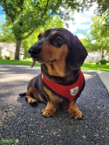 Miniature dachshund  Listing Image