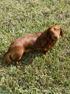 Male long haired miniature dachshund  Listing Image