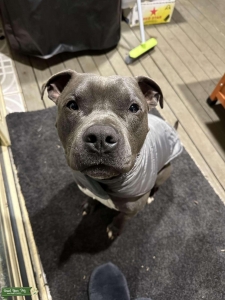 Blue English Staffy Listing Image
