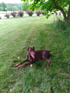 Male Doberman Listing Image
