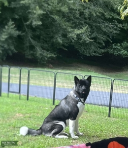 American Akita  Listing Image