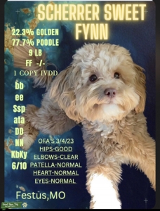 Mini Goldendoodle Listing Image