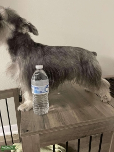 Miniature schnauzer Listing Image