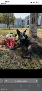 Blue heeler Listing Image