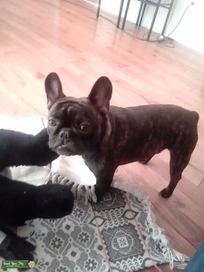 Brindle french bulldog Listing Image