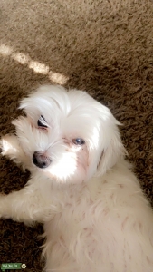 White Maltese Listing Image