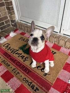 French Bulldog Listing Image