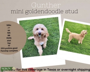 Mini Goldendoodle Stud Listing Image