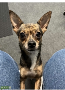 Female Chiwawa looking for Stud Listing Image