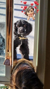Black cocker spaniel with white streak on throat. Listing Image
