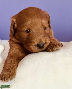 Labradoodles puppy’s  Listing Image