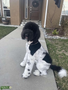 Black & White Goldendoodle Listing Image