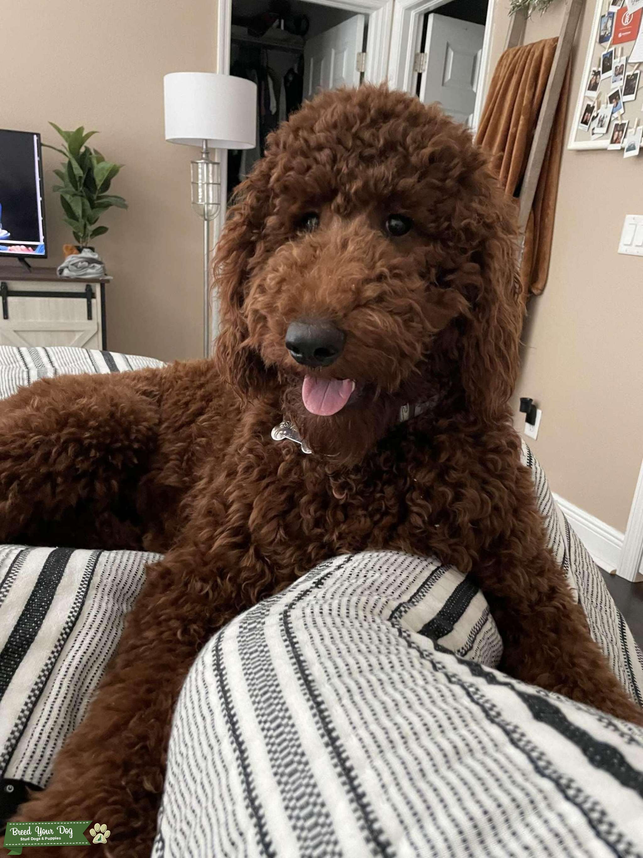 Red Standard Male Labradoodle w/ Curly Hair Stud Dog in florida, the