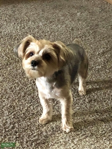 Yorkie stud! Tiny guy Listing Image