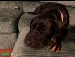 Stud needed for sweet dog Listing Image