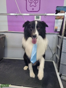Black and White Bi Aussie Listing Image