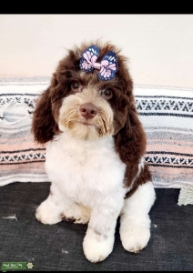 Cockapoo female looking for stud  Listing Image