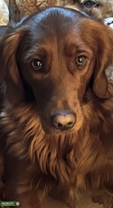 Dark red AKC field Golden retriever  Listing Image