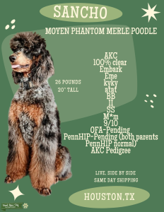 AKC Moyen Phantom Merle Poodle  Listing Image