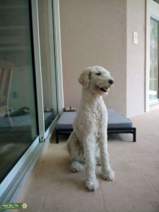 White Standard Poodle family pet Listing Image