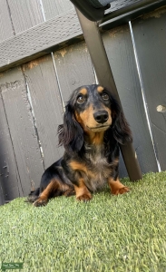LONG HAIRED MINI DACHSHUND: BLACK/SILVER DAPPLE Listing Image