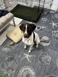 Short Hair Pointer Listing Image