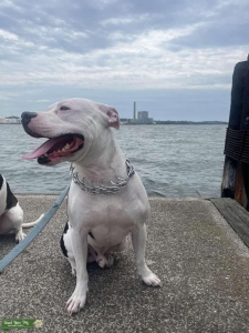 White & Black Colby Pit  Listing Image