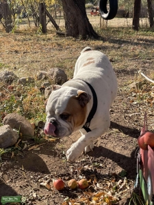 American Bulldog Listing Image