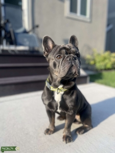 Purebred French Bulldog Stud Listing Image