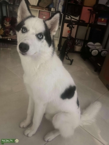 Purebred Beautiful Siberian Husky Ready For Studding Listing Image