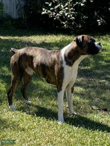 Boxer Listing Image