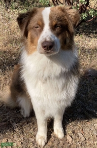 AKC Standard Red Tri Listing Image