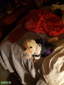 Energetic Bichon Chihuahua mix looking for stud Listing Image