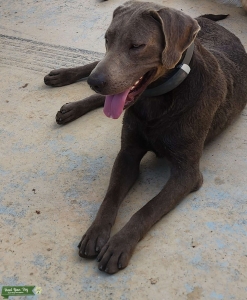 Silver Male Listing Image
