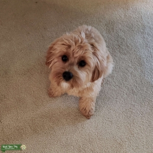 Adorable Cuddly Cavapoo Listing Image
