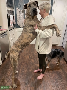 Great Dane Stud (Brindle) Listing Image